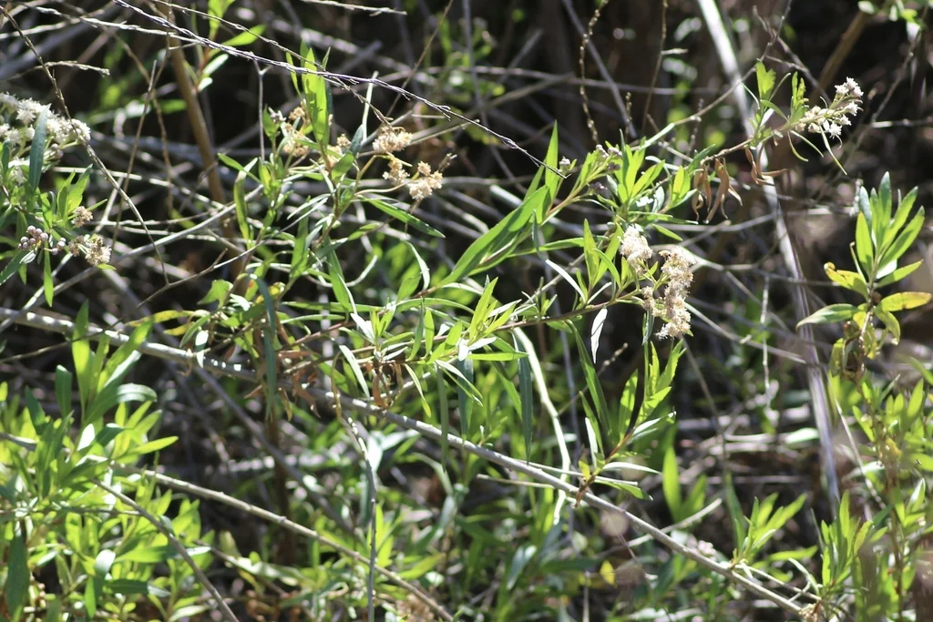 Baccharis Salicifolia