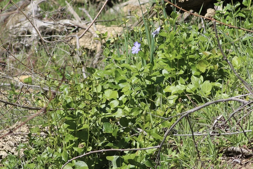 Vinca major