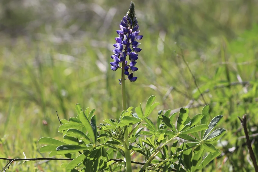 Lupinus Succulentus