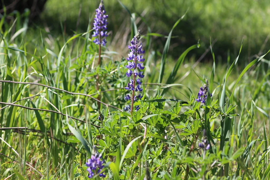 Lupinus Succulentus