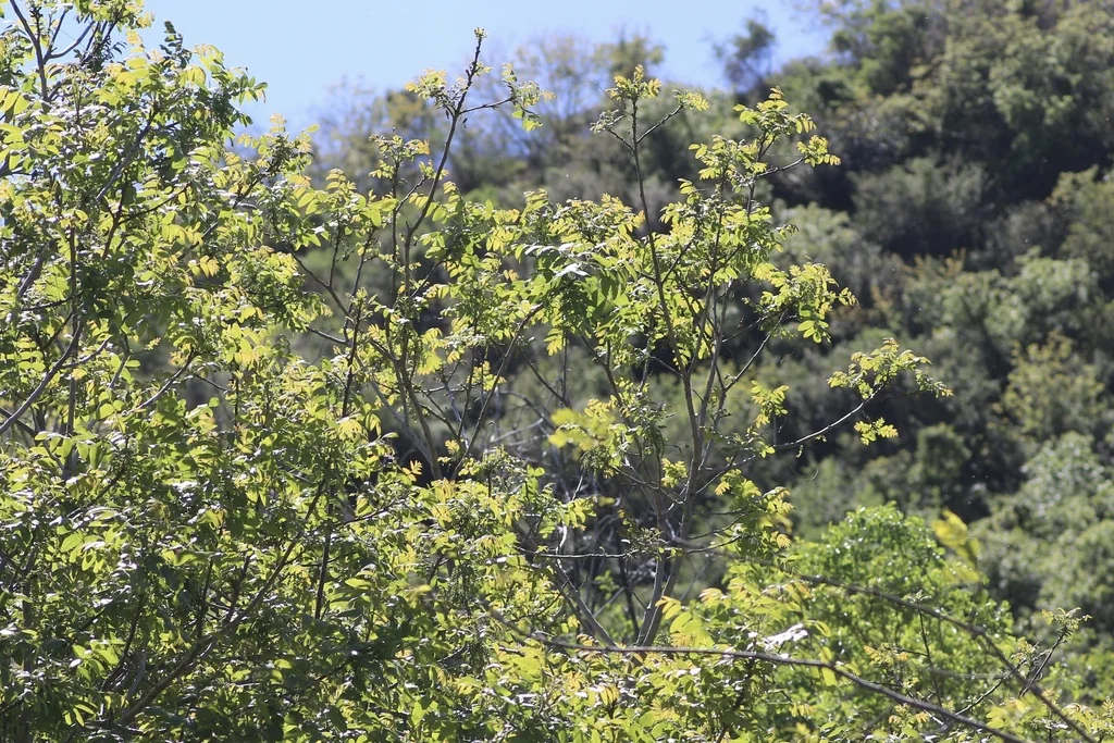Juglans Californica