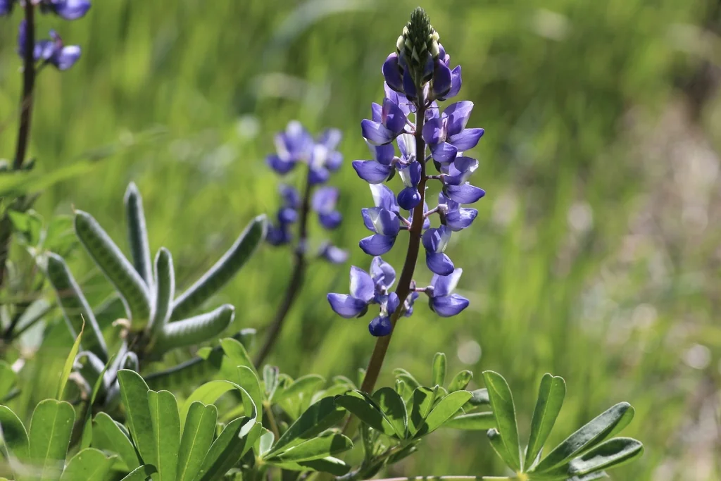 Lupinus Succulentus