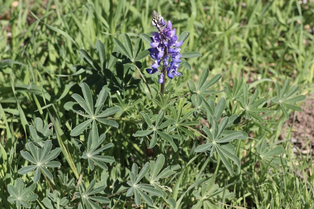 Lupinus Succulentus