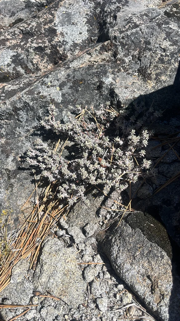 Eriogonum Wrightii