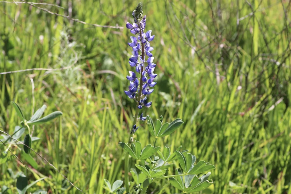 Lupinus Succulentus