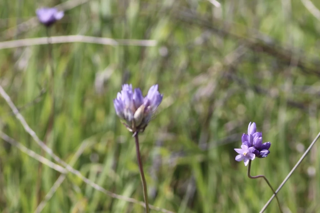Dichelostemma Capitatum