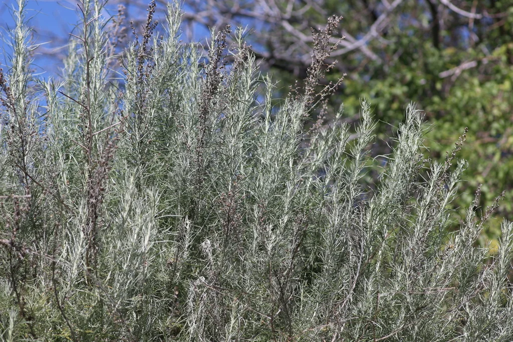 Artemisia Californica