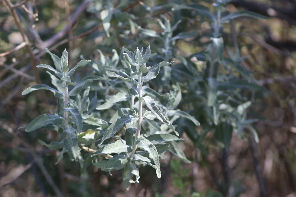 Salvia Leucophylla