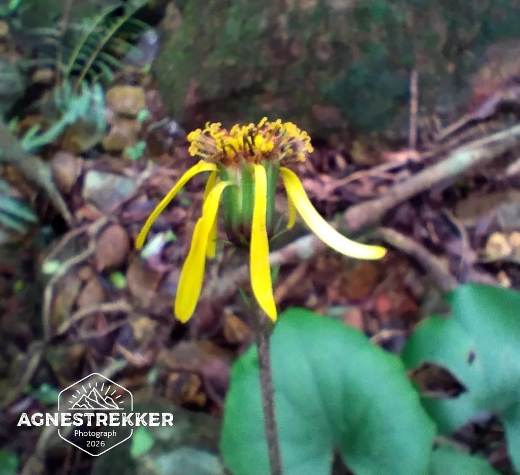 Farfugium Japonicum