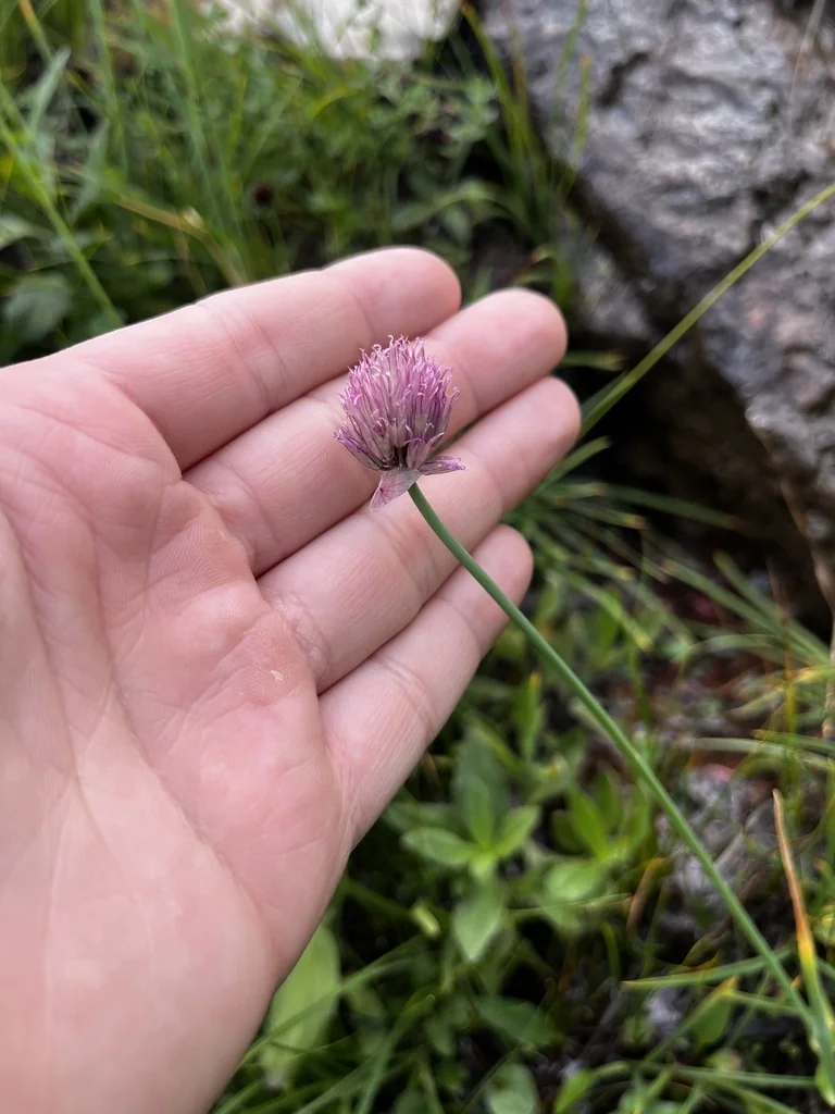 Allium Schoenoprasum