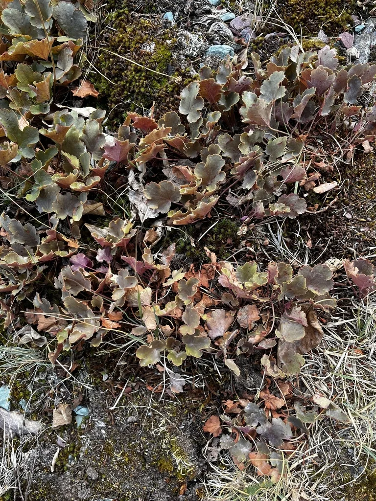 Heuchera Cylindrica