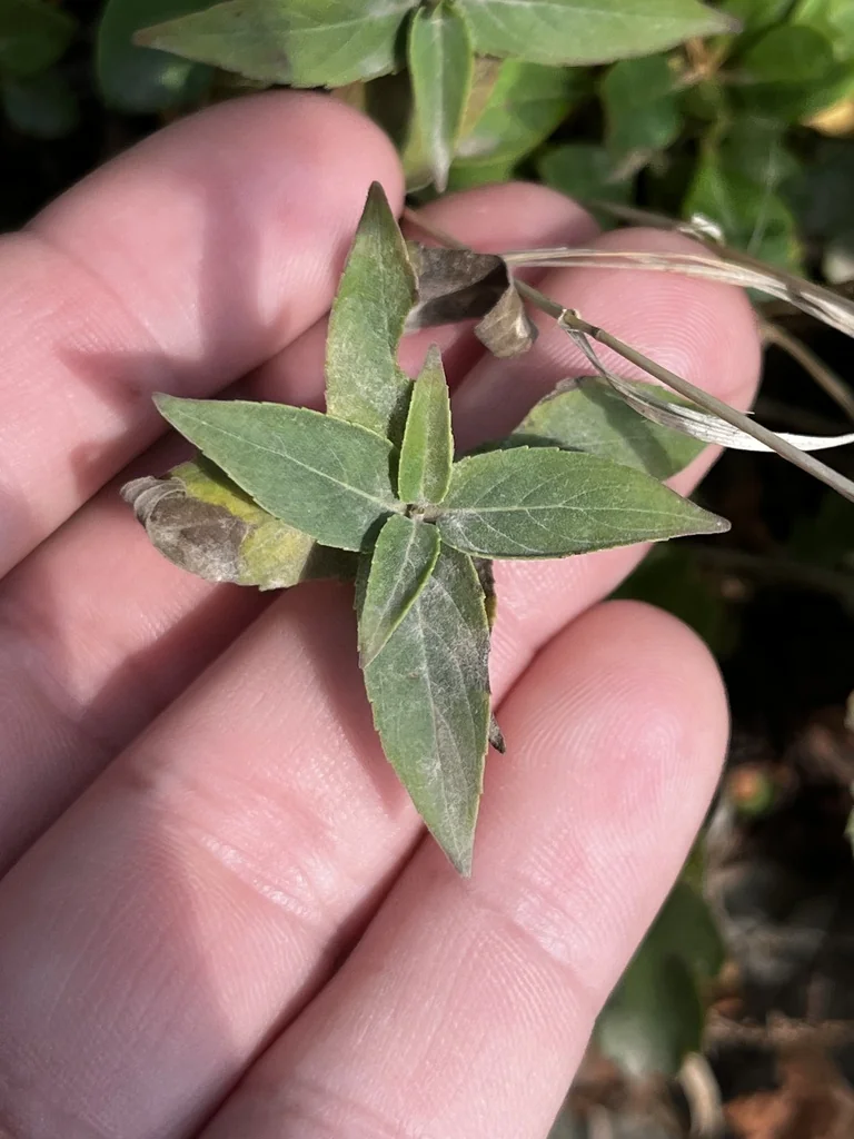 Monarda fistulosa