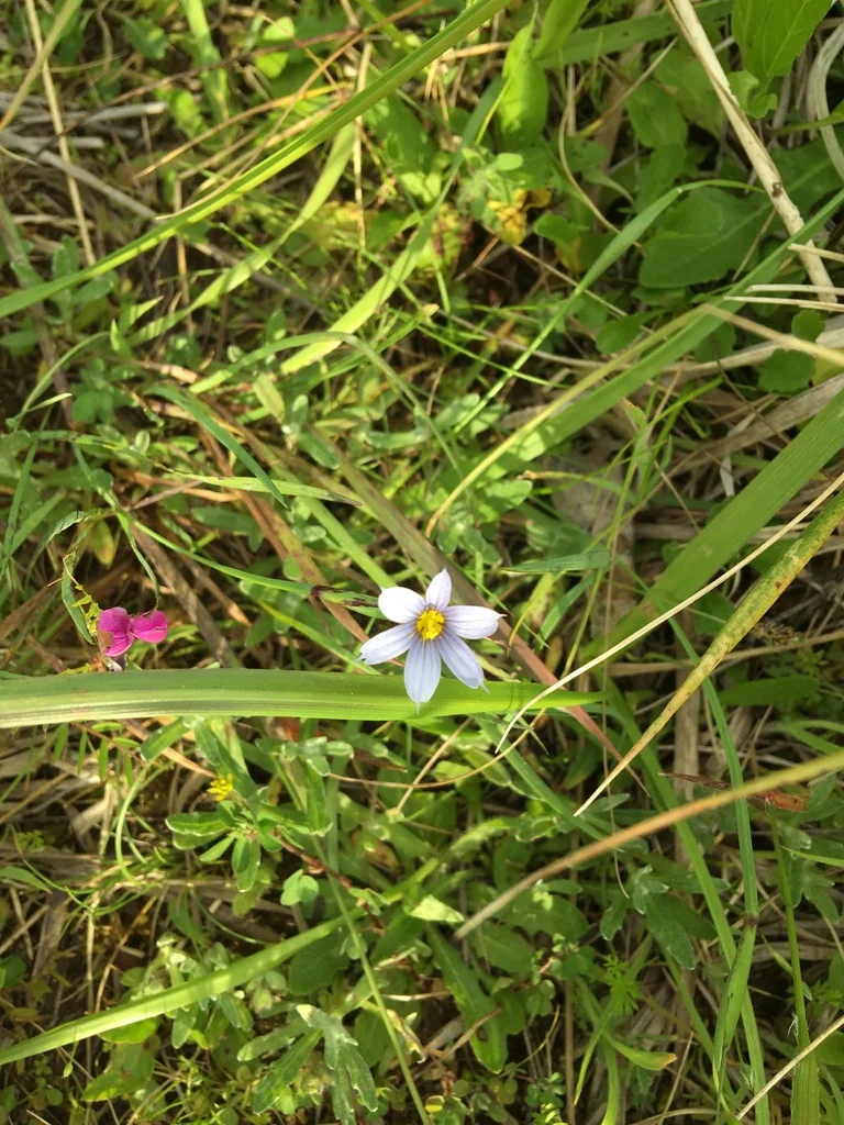 Sisyrinchium Idahoense