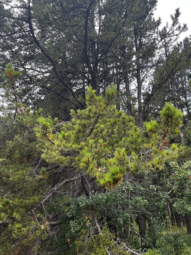 Pinus Contorta