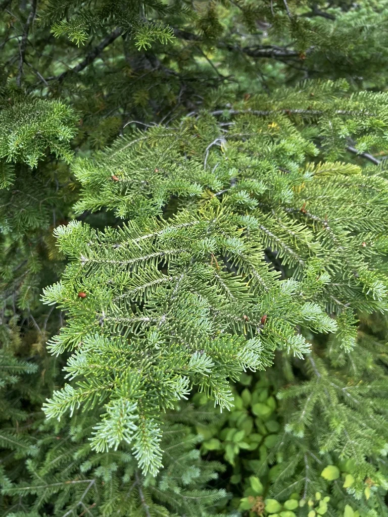 Abies Lasiocarpa