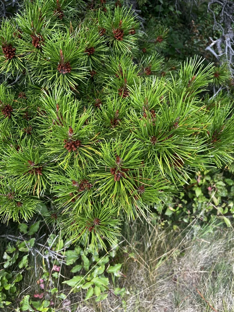 Pinus Contorta