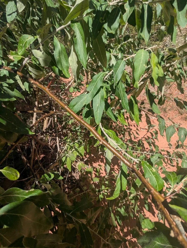 Elaeagnus angustifolia