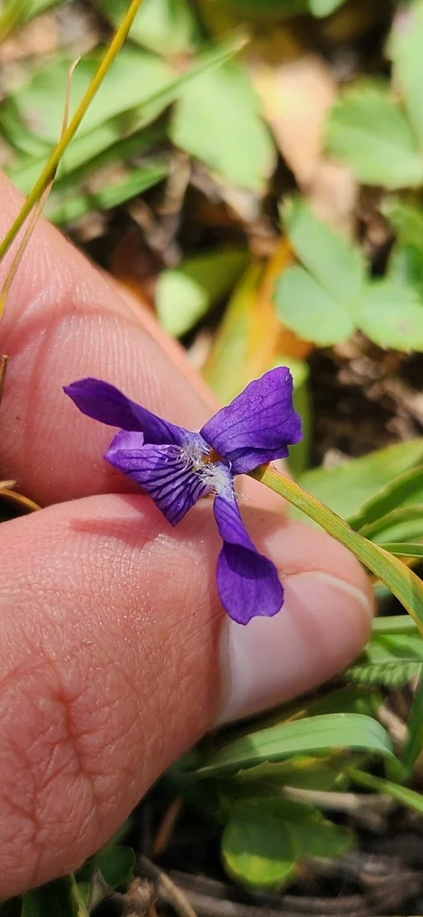 Viola Adunca