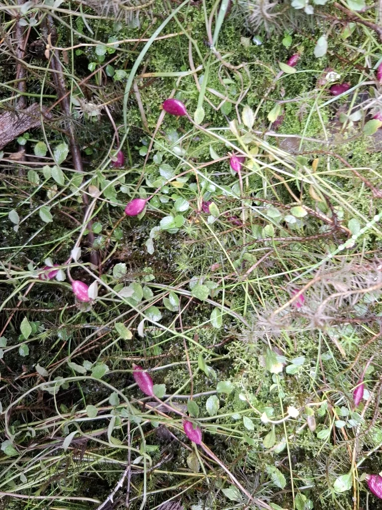 Pratia Angulata