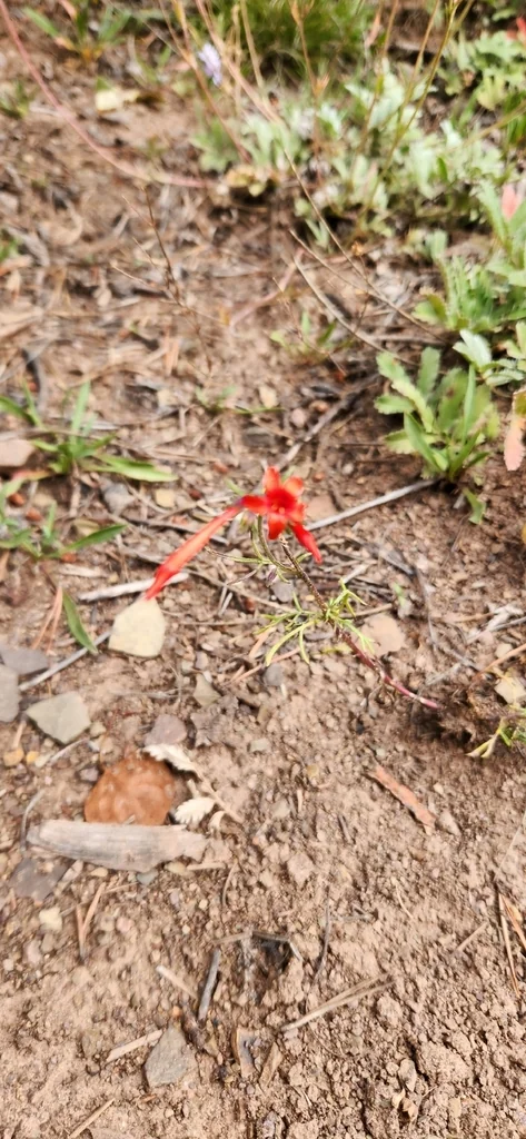 Ipomopsis Aggregata