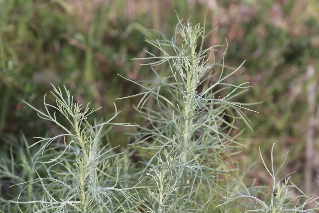 Artemisia Californica