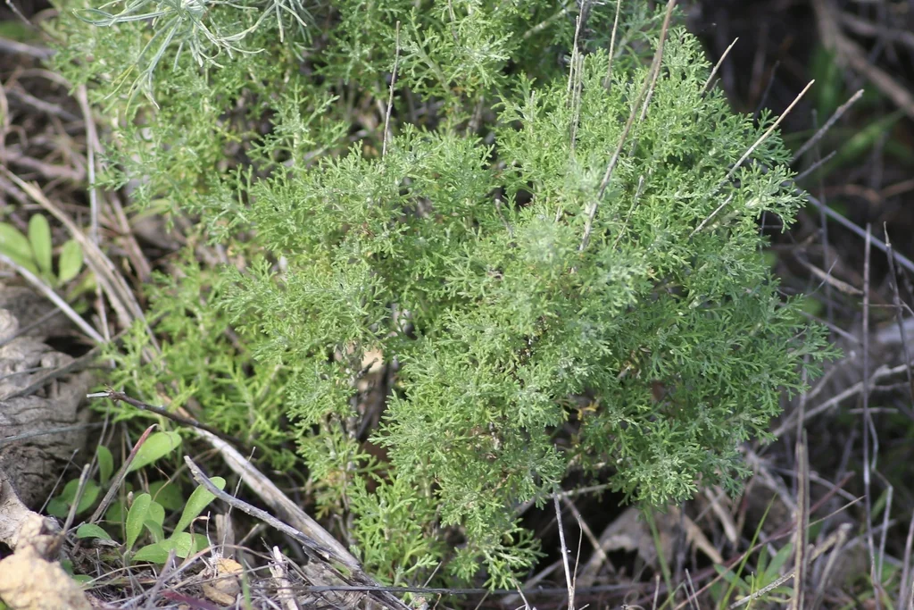 Eriophyllum Confertiflorum
