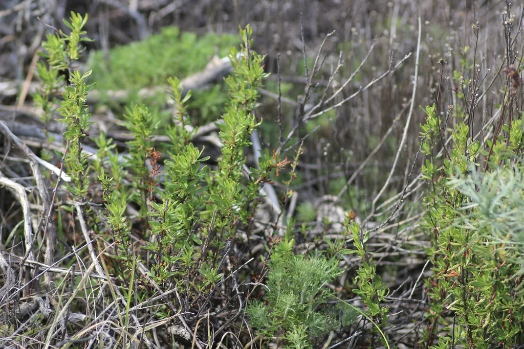 Eriogonum Fasciculatum