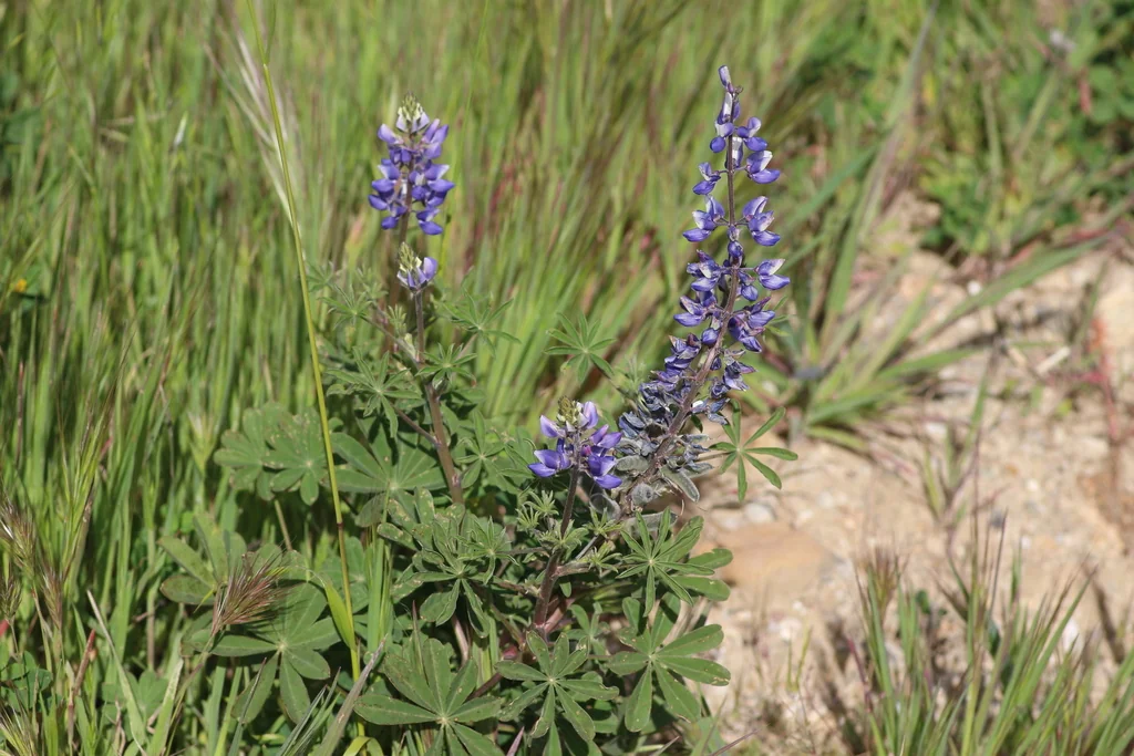 Lupinus Succulentus
