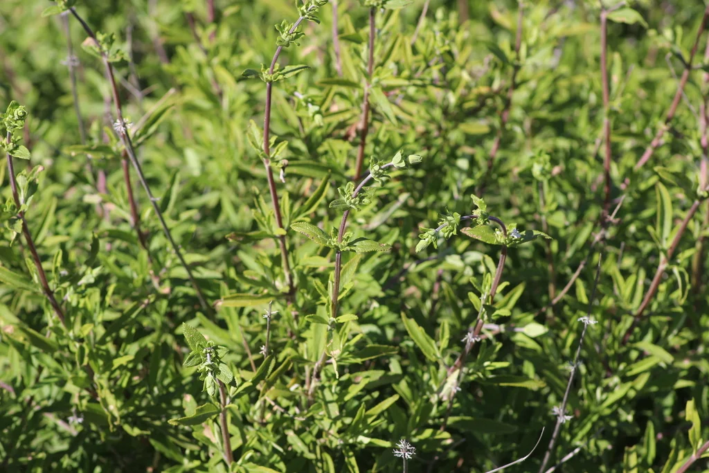 Salvia Mellifera