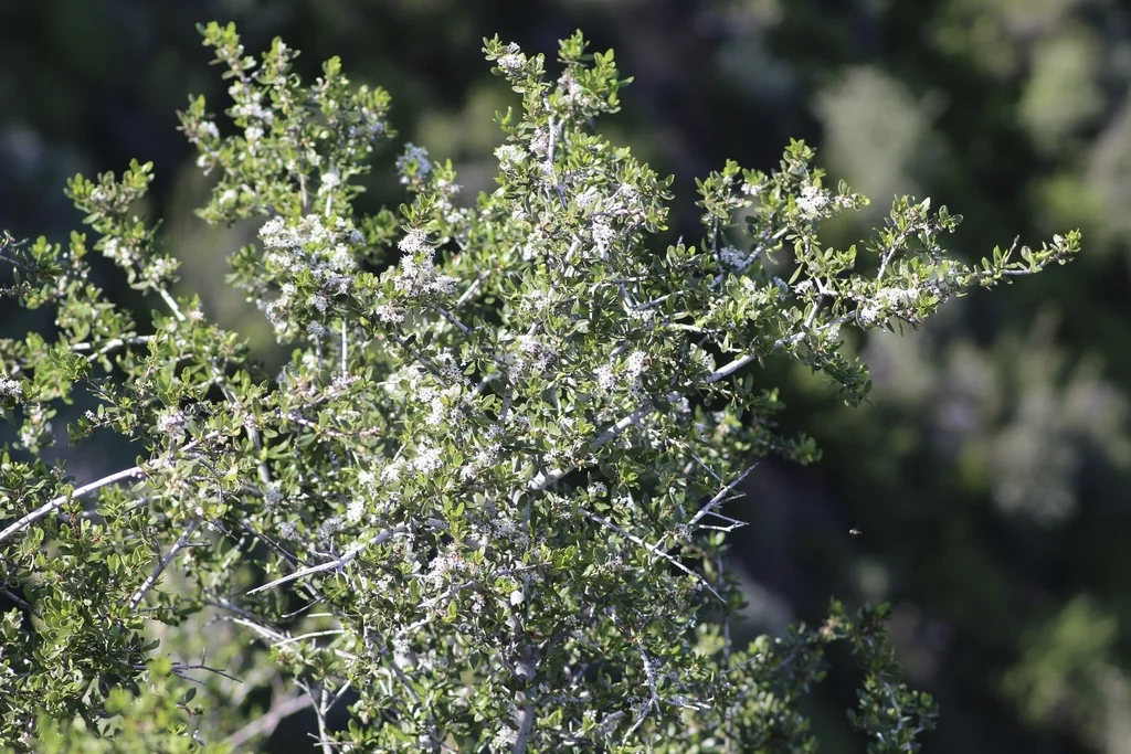 Ceanothus Cuneatus