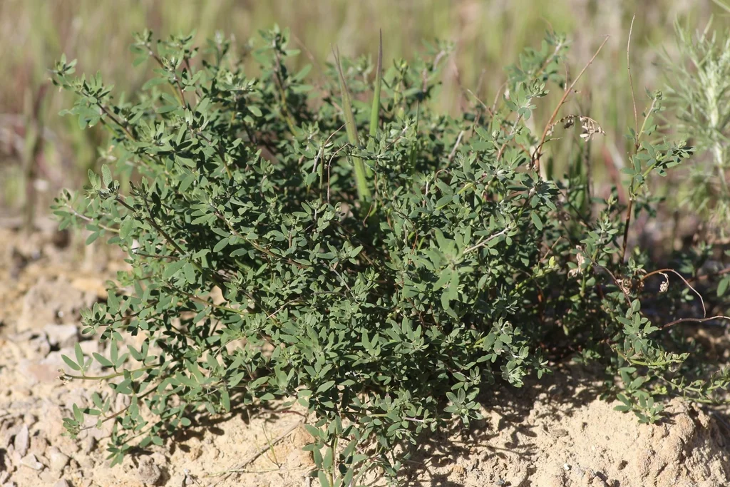 Lotus Scoparius