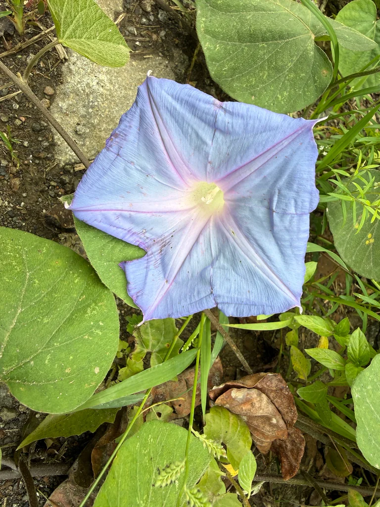 Ipomoea Indica