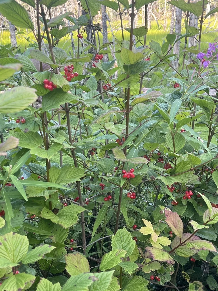 Viburnum Edule