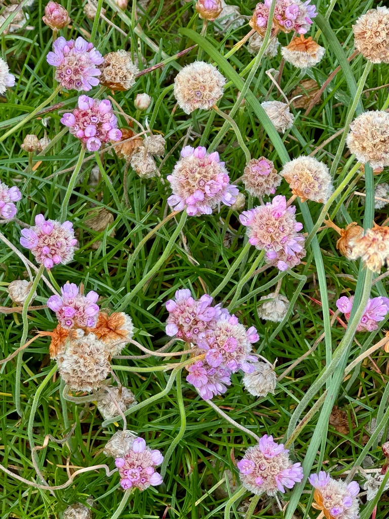 Armeria Maritima