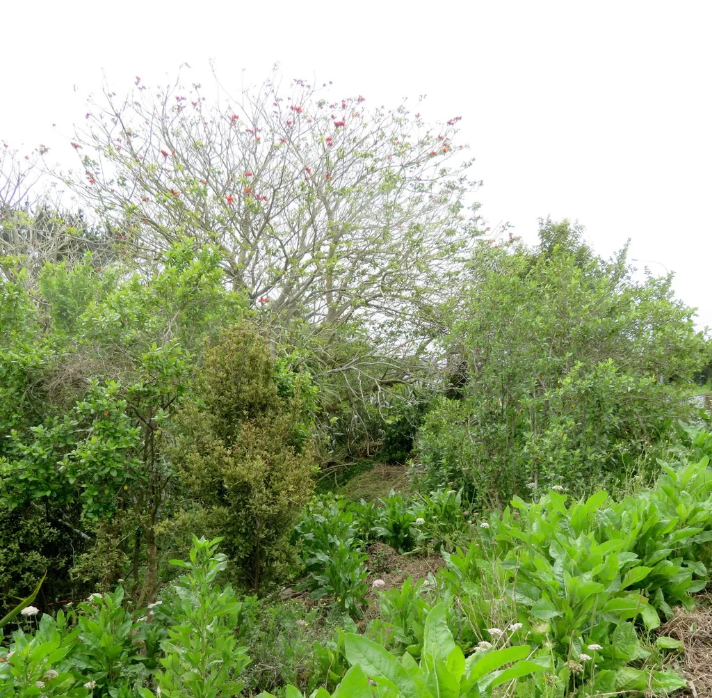Erythrina X Sykesii
