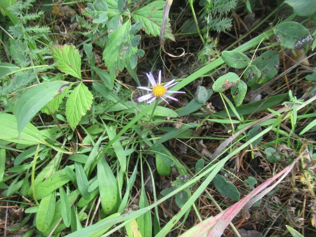 Aster alpinus