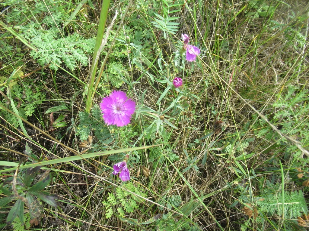 Dianthus Chinensis