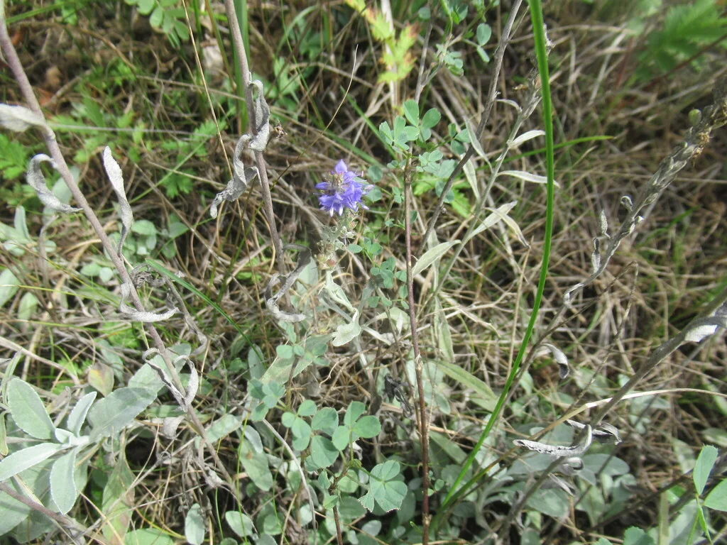 Veronica Spicata Incana