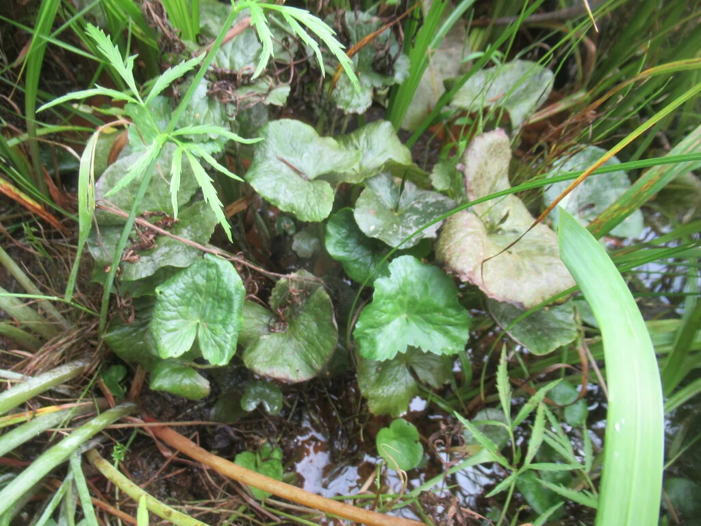 Caltha Palustris