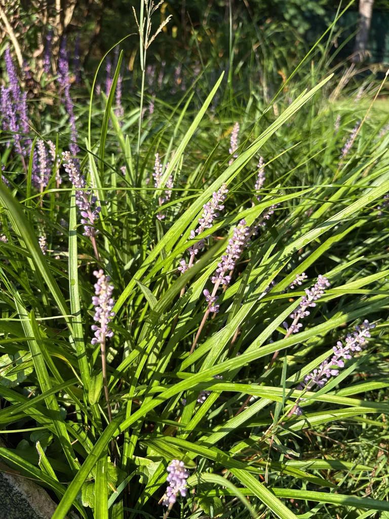 Liriope Muscari