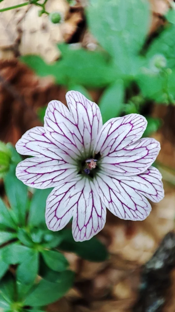 Geranium Versicolor