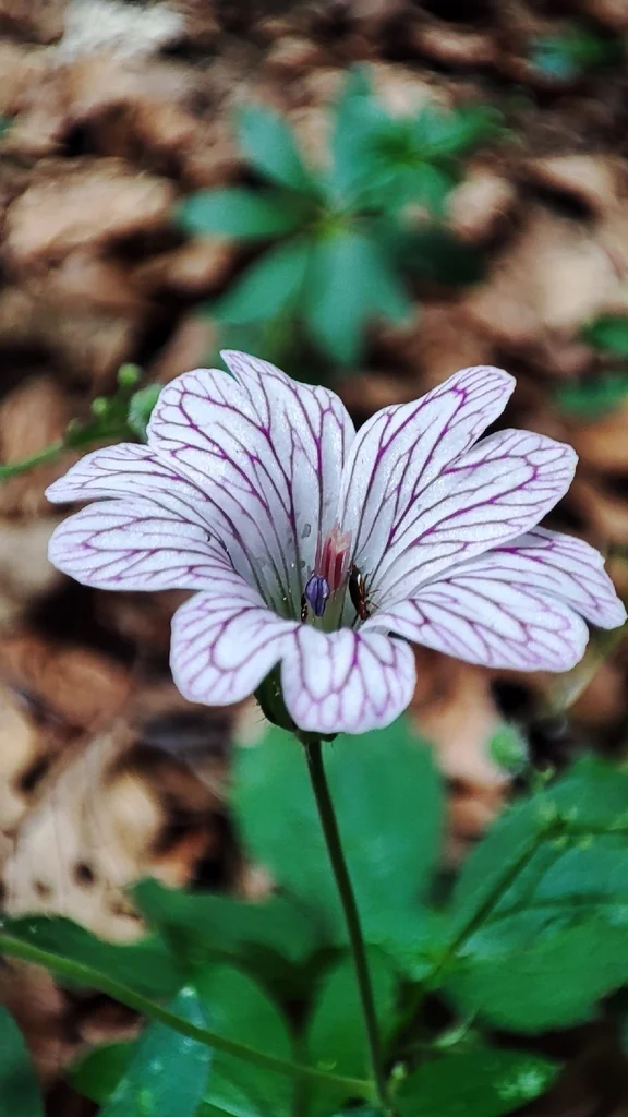 Geranium Versicolor