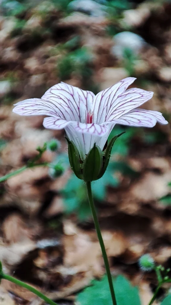 Geranium Versicolor