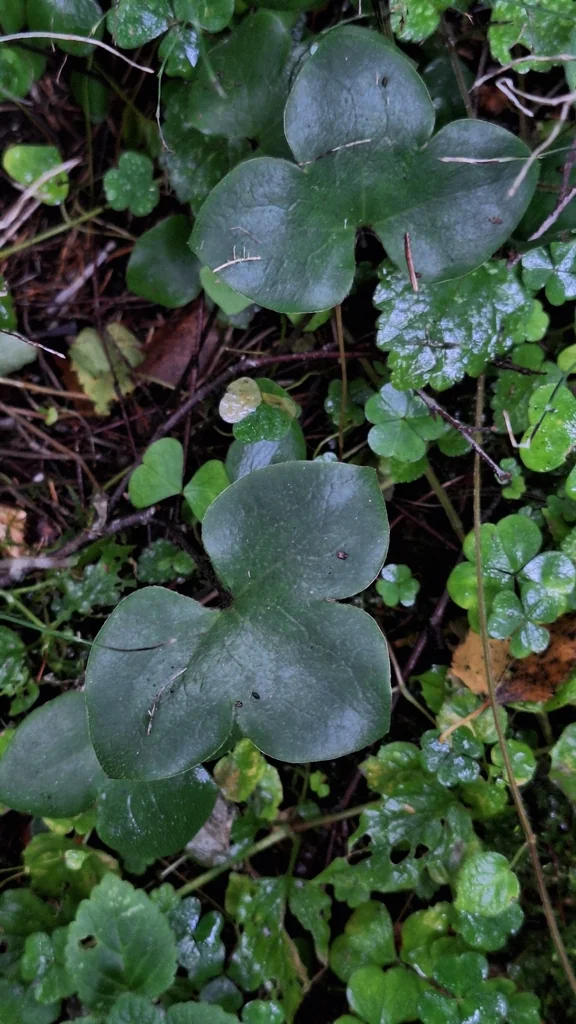 Hepatica Nobilis