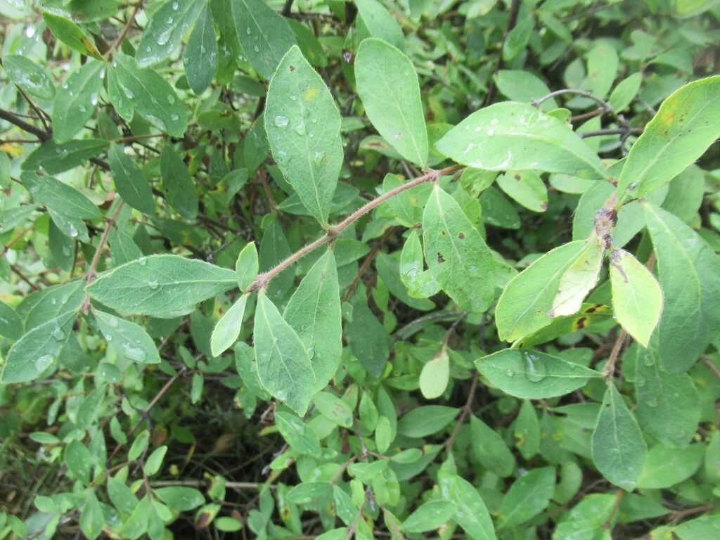 Lonicera Caerulea