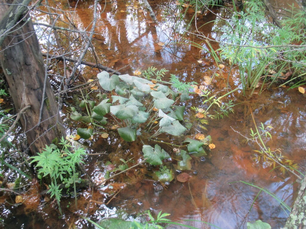 Caltha Palustris