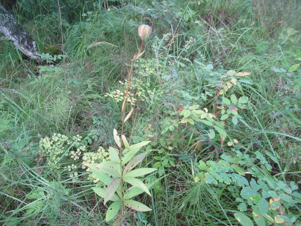 Lilium Martagon