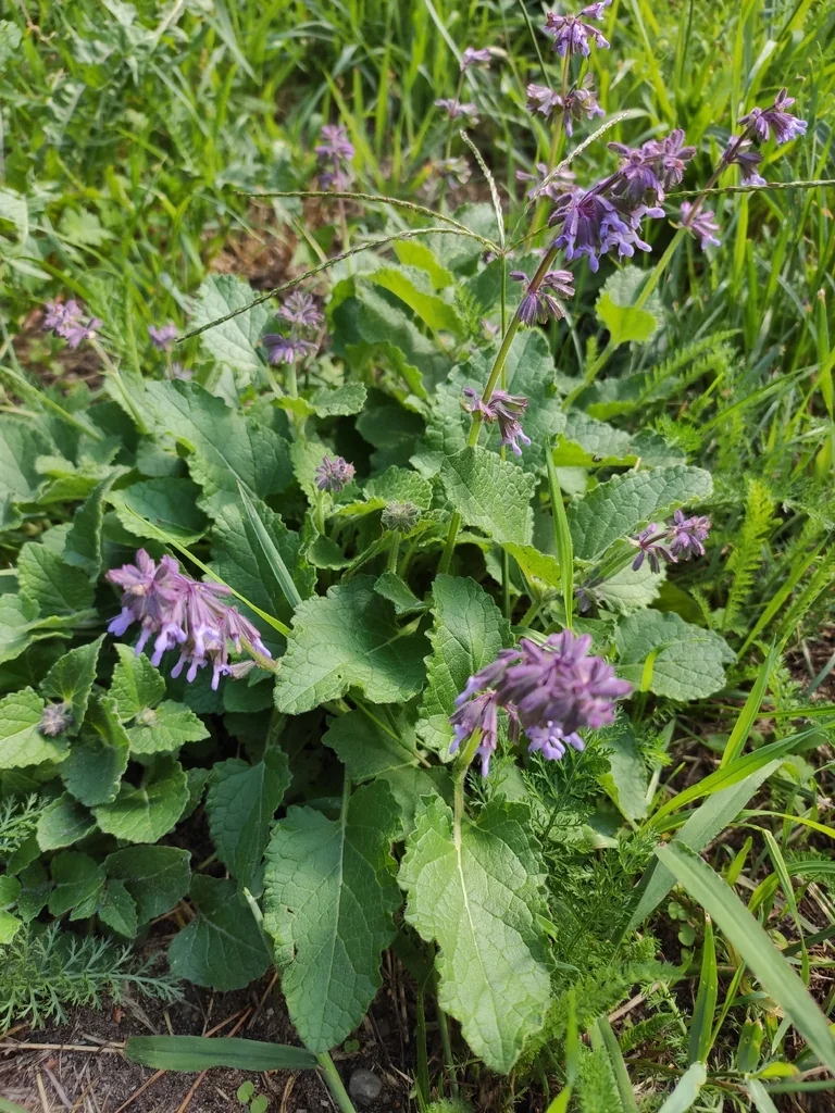 Salvia Verticillata