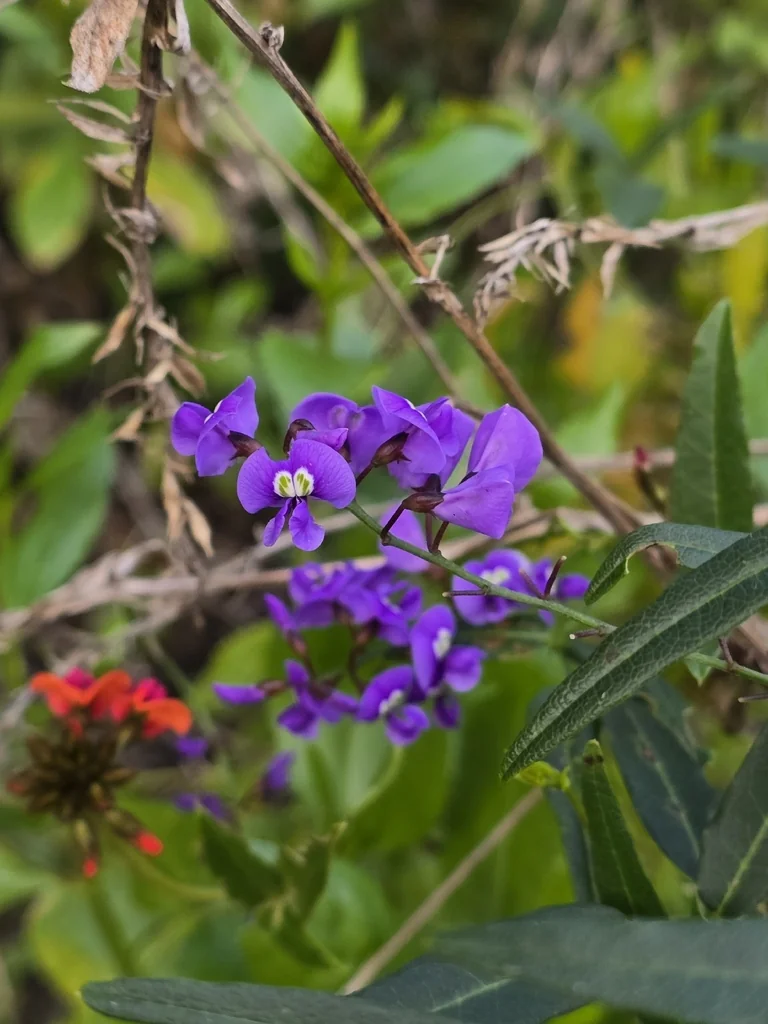 Hardenbergia Comptoniana