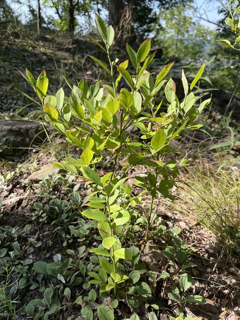 Vaccinium Pallidum